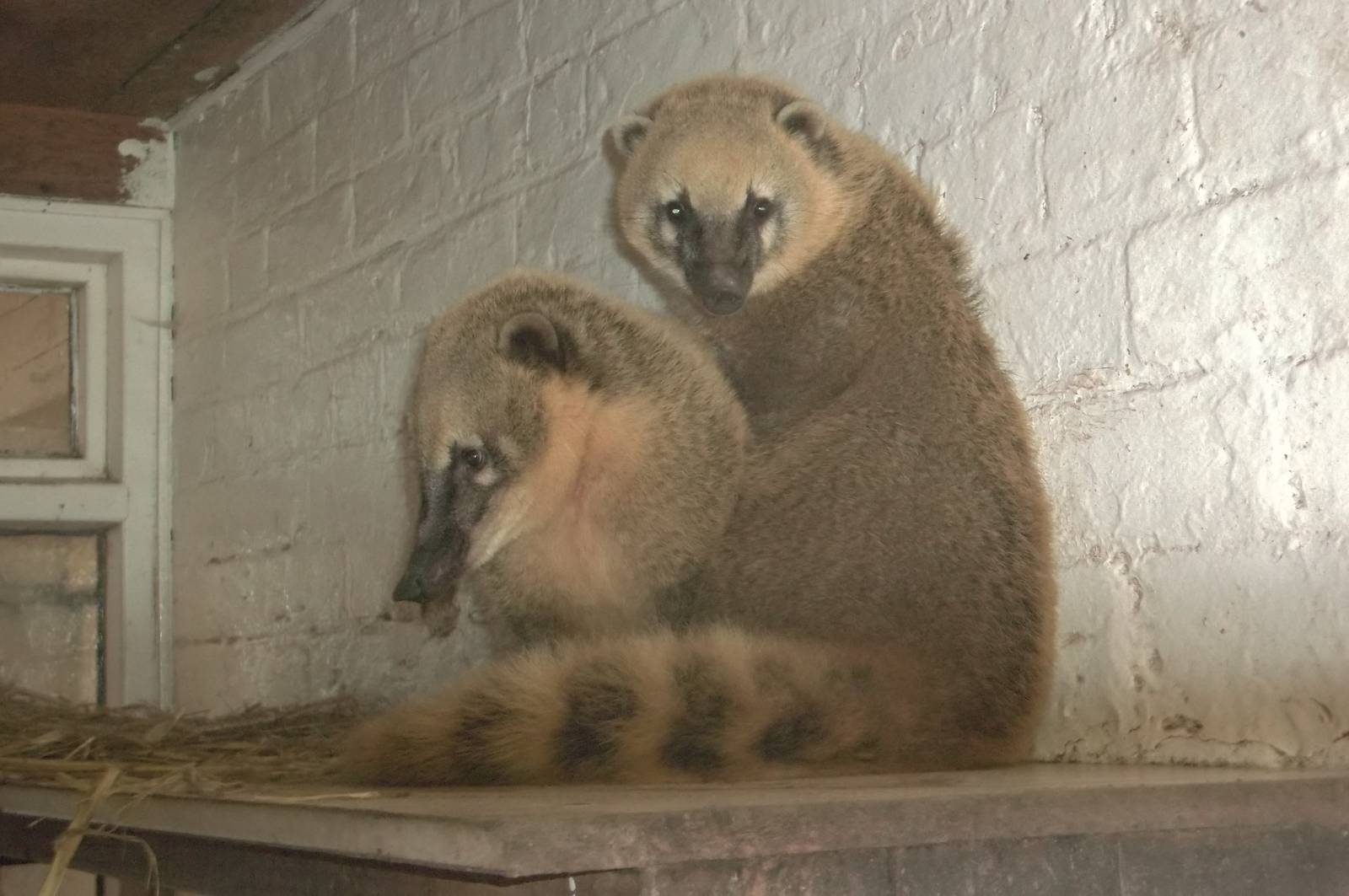 Arrived 23rd January 2016