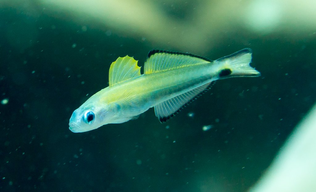 Arrow Dartfish (juvenile)