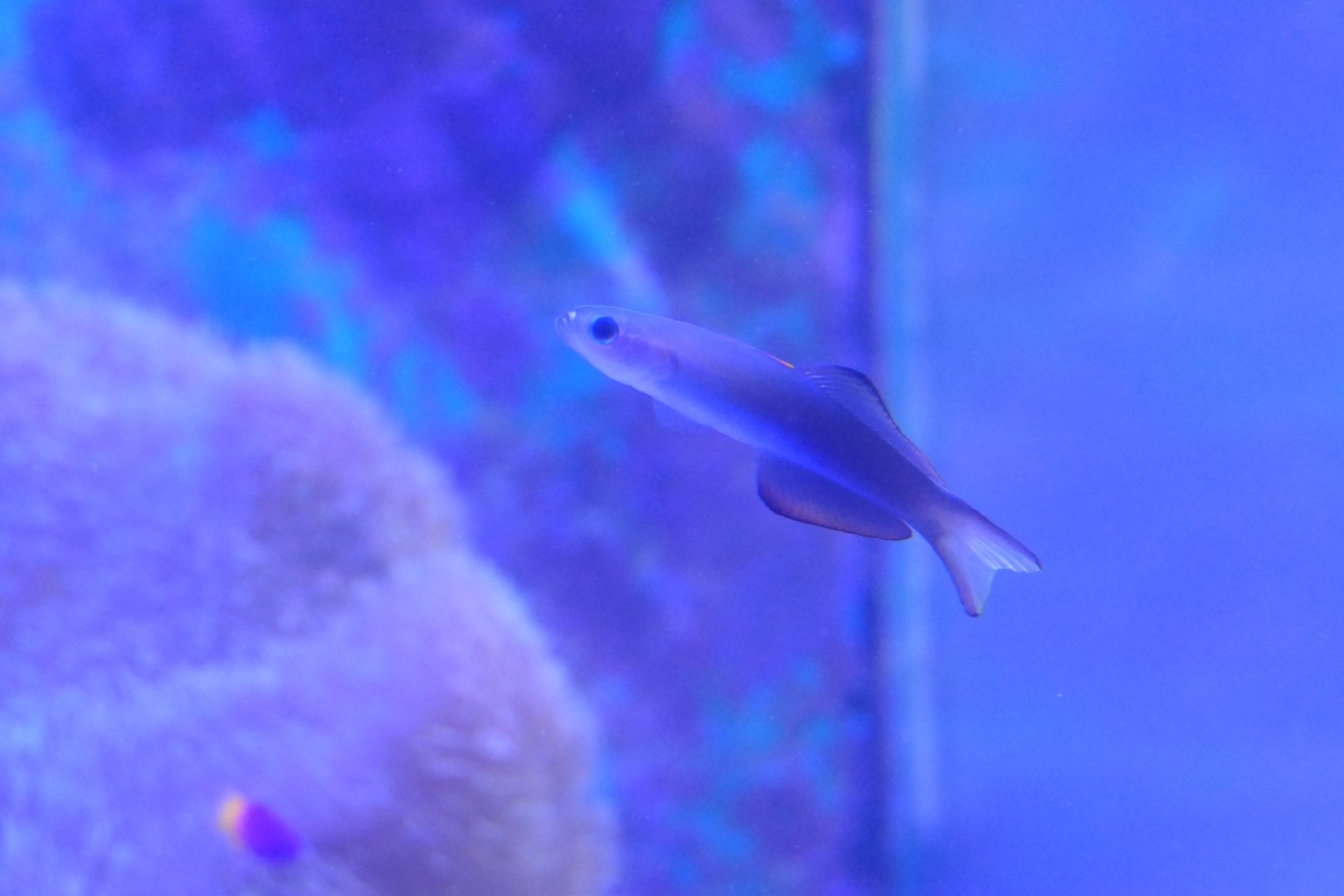 Arrow Dartgoby (Ptereleotris evides) - Uozu Aquarium