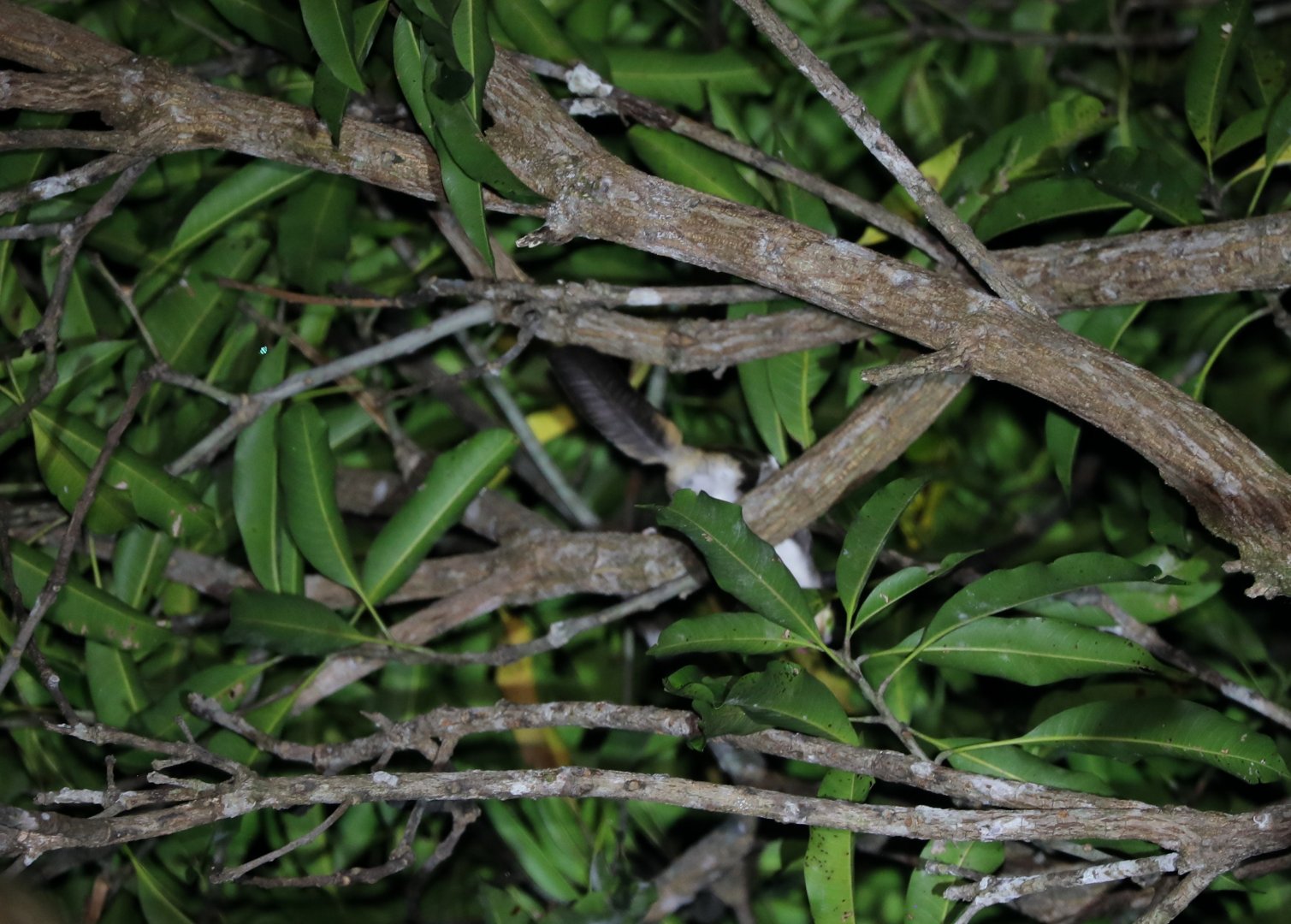 Arrow Flying Squirrel (Petinomys sagitta)