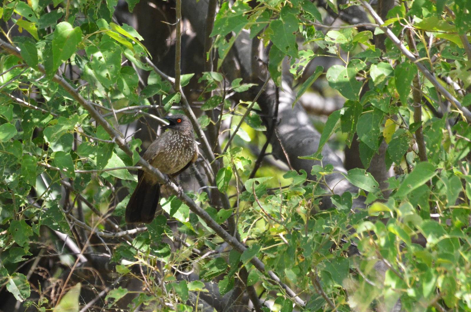 Arrow-marked Babbler, Khwai Community Area, Botswana, 24/04/16