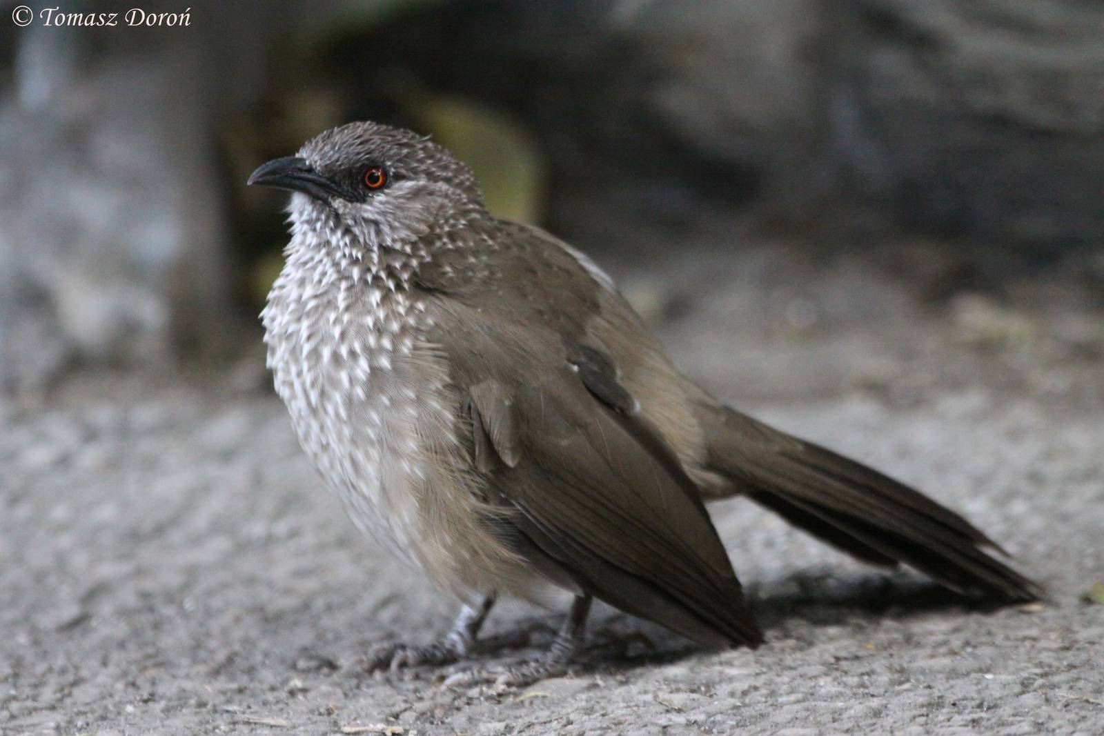Arrow-marked Babbler (Turdoides jardineii), October 2009