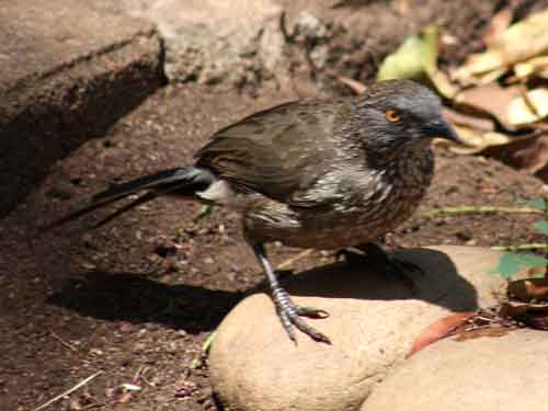 Arrow-Marked Babbler