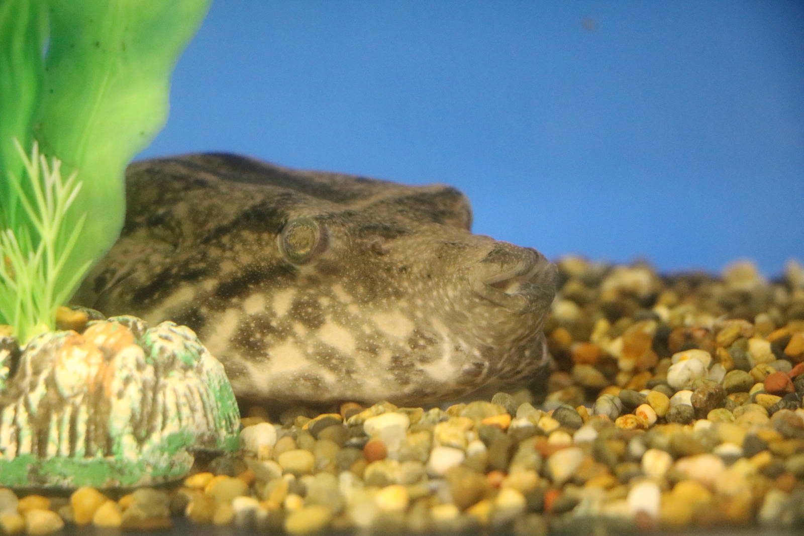 Arrowhead puffer - Tokyo Tower Aquarium, February 2016