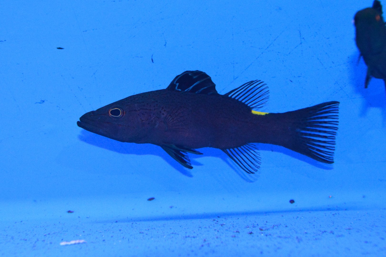 Arrowhead soapfish (Belonoperca chabanaudi)