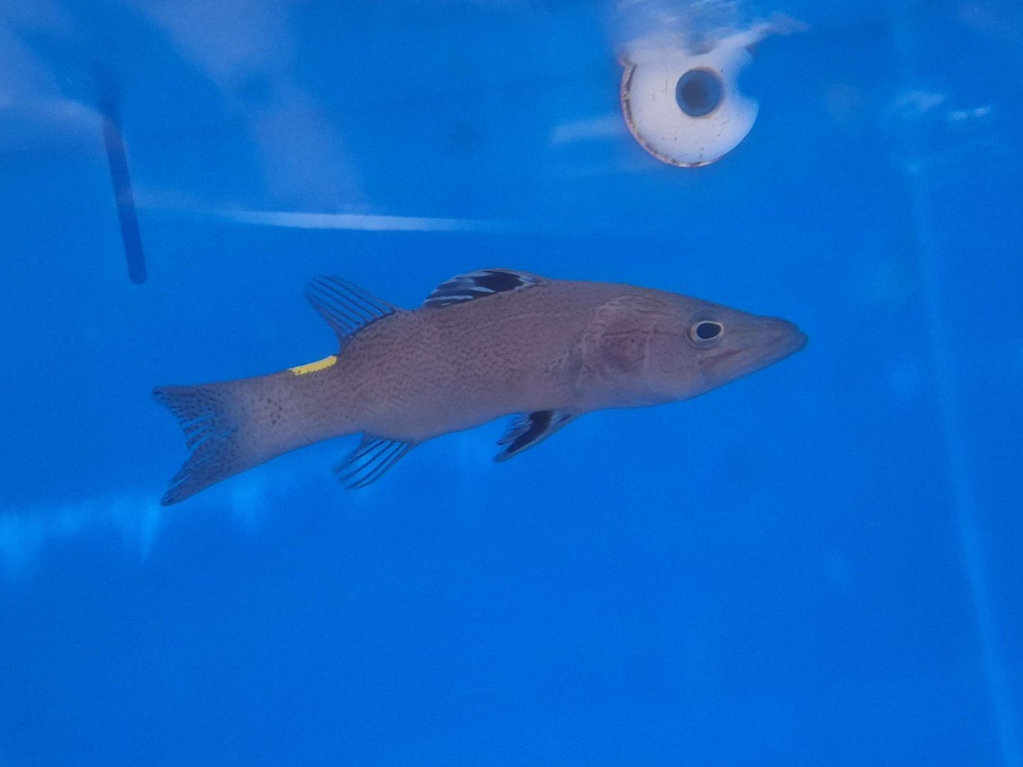 Arrowhead Soapfish (Belonoperca chabanaudi