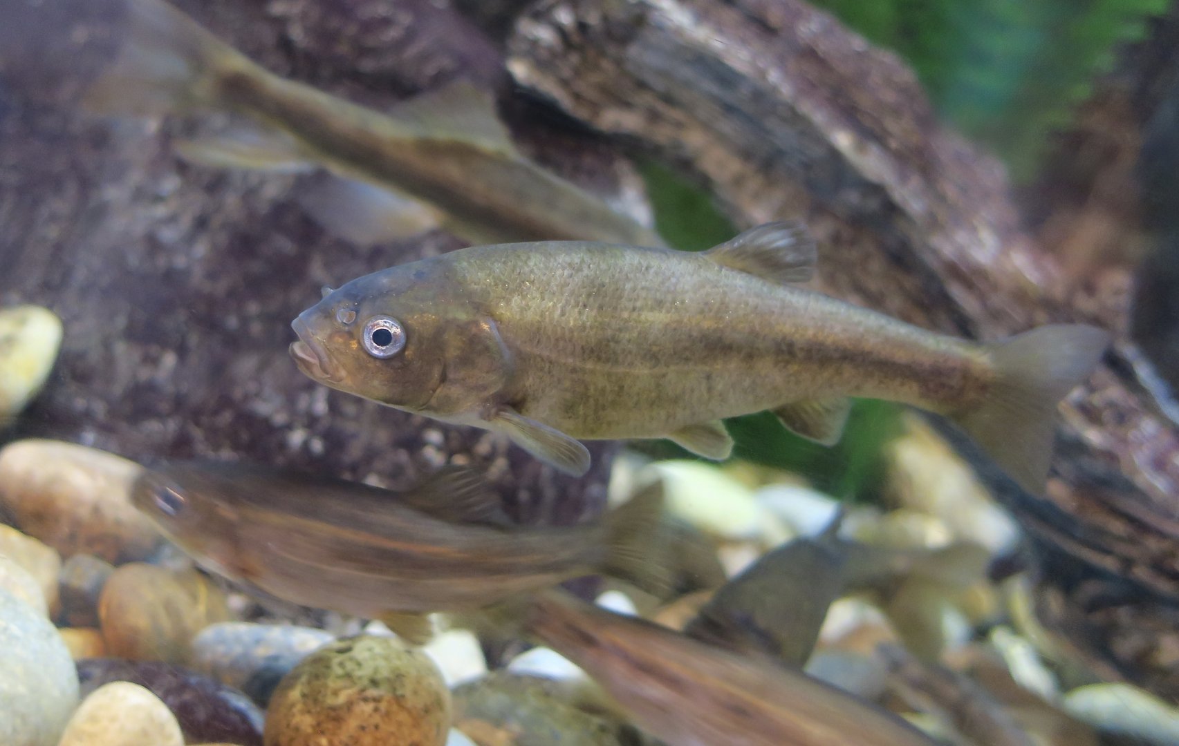 Arroyo Chub (Gila orcuttii)