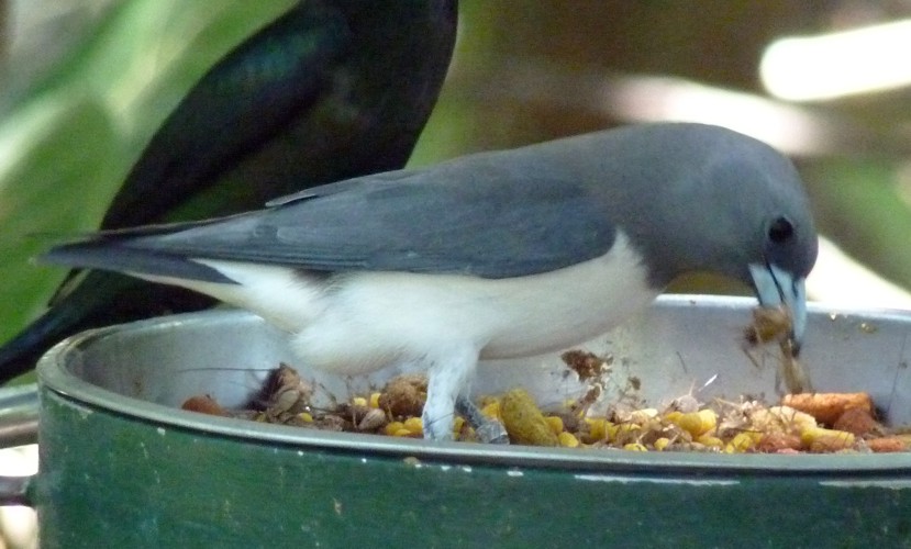 Artamus leucorhynchus