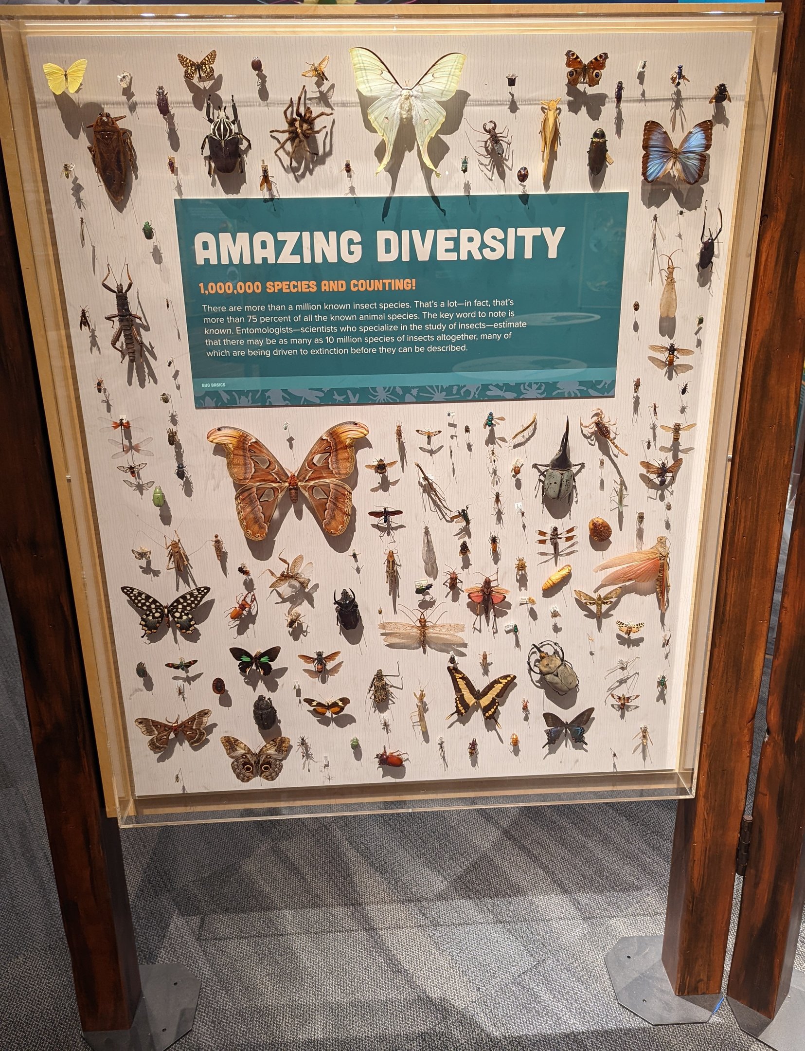 Arthropod Diversity Display Case