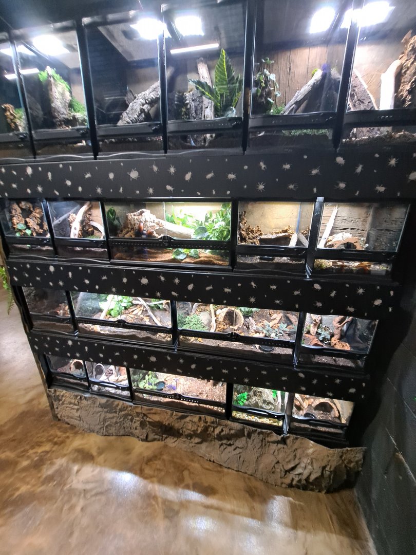 Arthropod Wall (4/19/25)