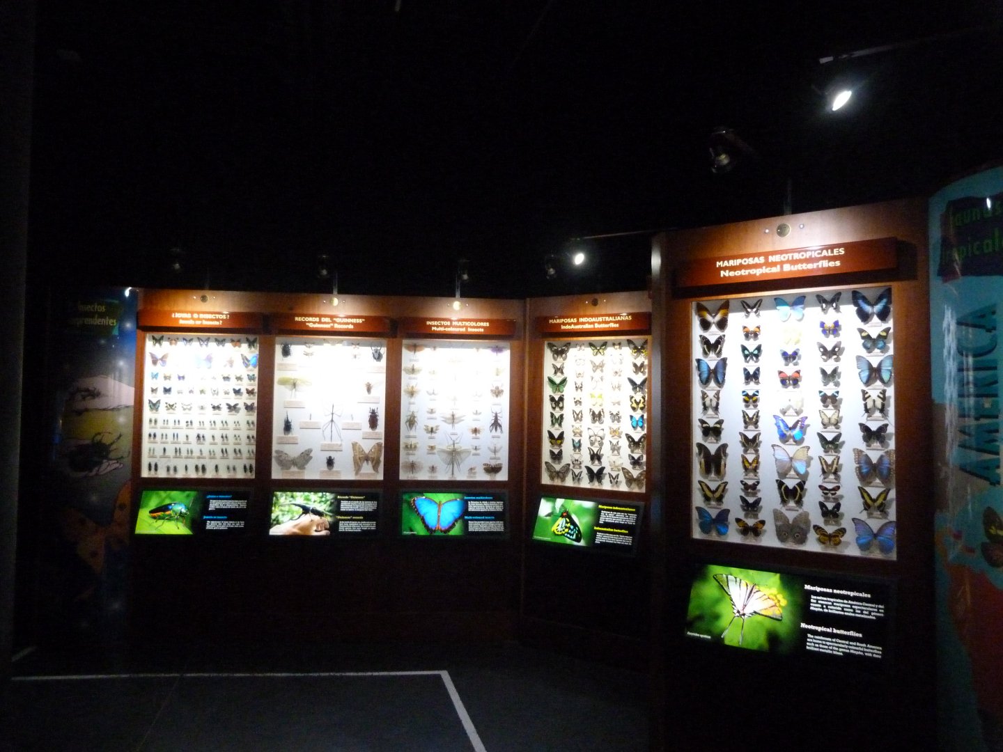 Arthropoda taxidermy display -Faunia (2025)