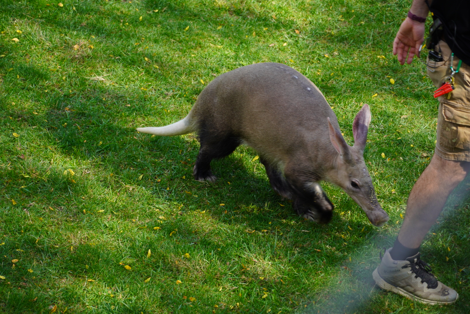 “Arthur”, Aardvark