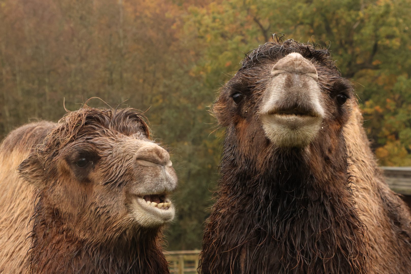 Arthur and Audrey the Camels