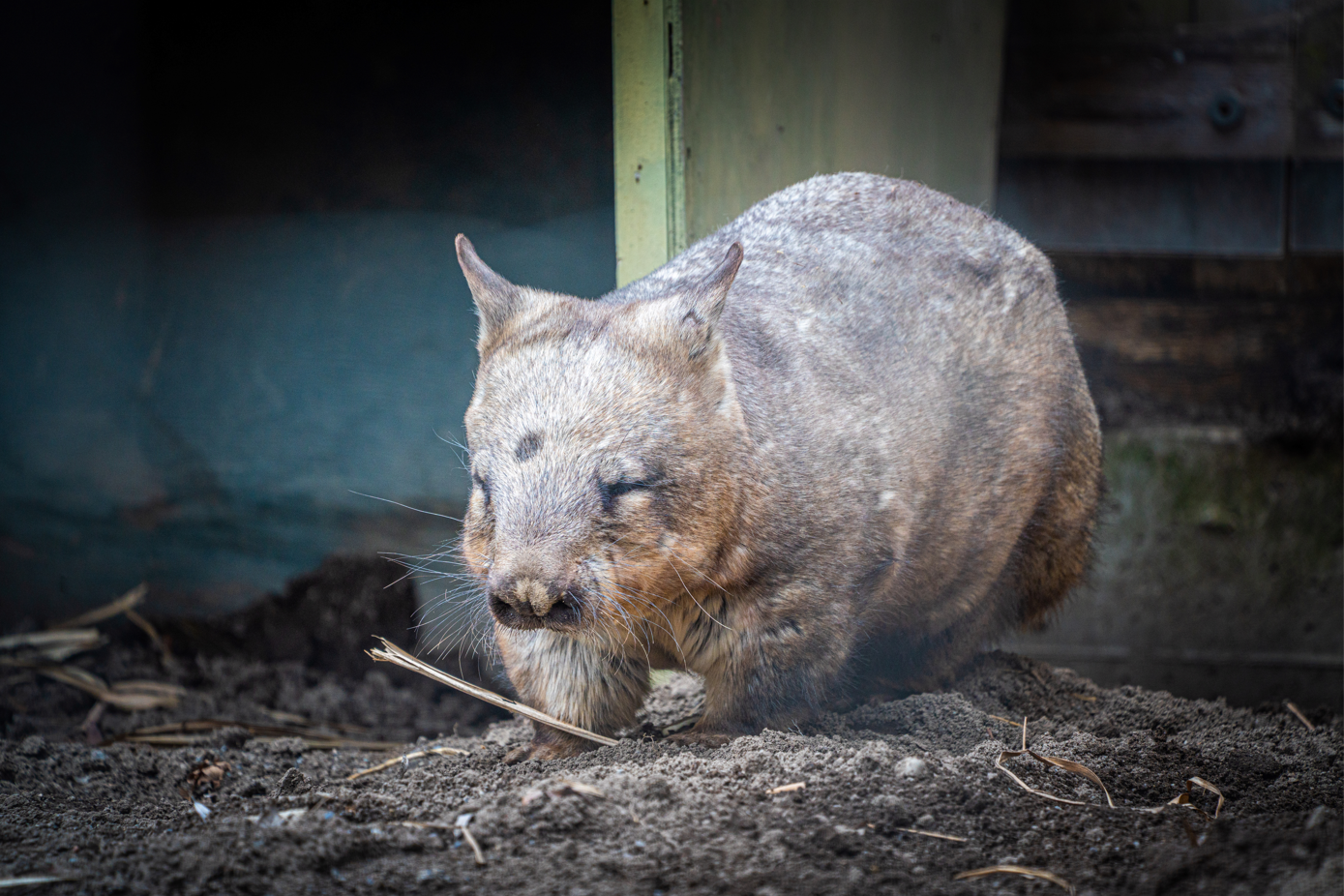 Arthur the male Southern Hairy-nosed Wombat