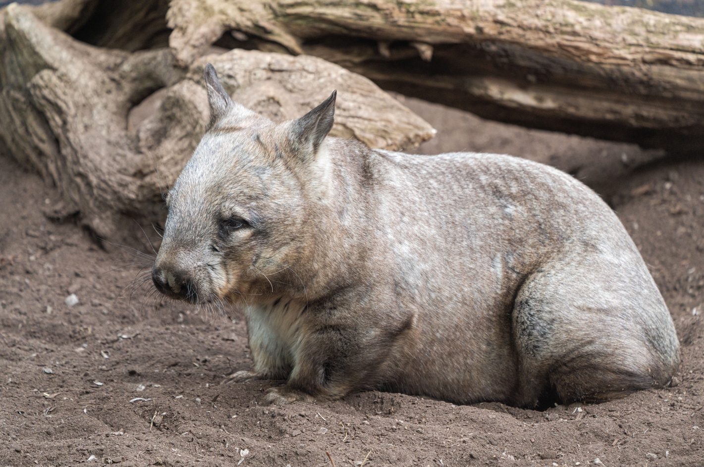 Arthur the male Southern Hairy-nosed Wombat