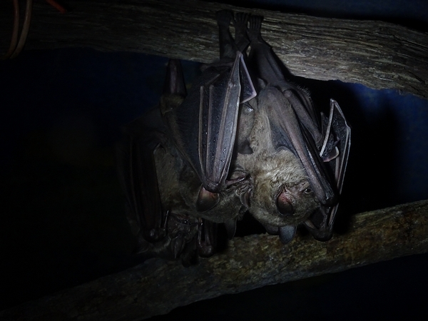 Artibeus jamaicensis