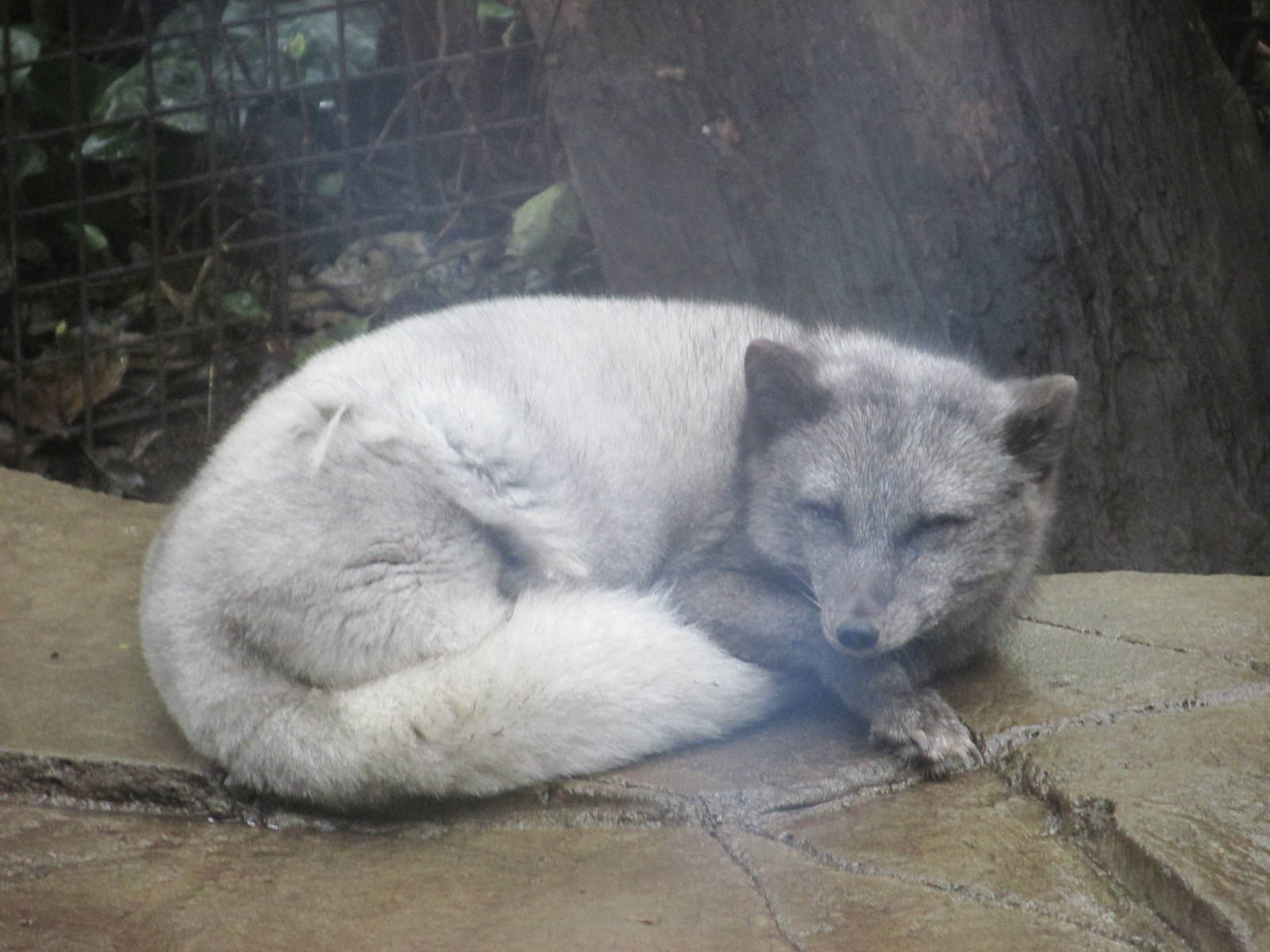 artic fox chapultepec zoo