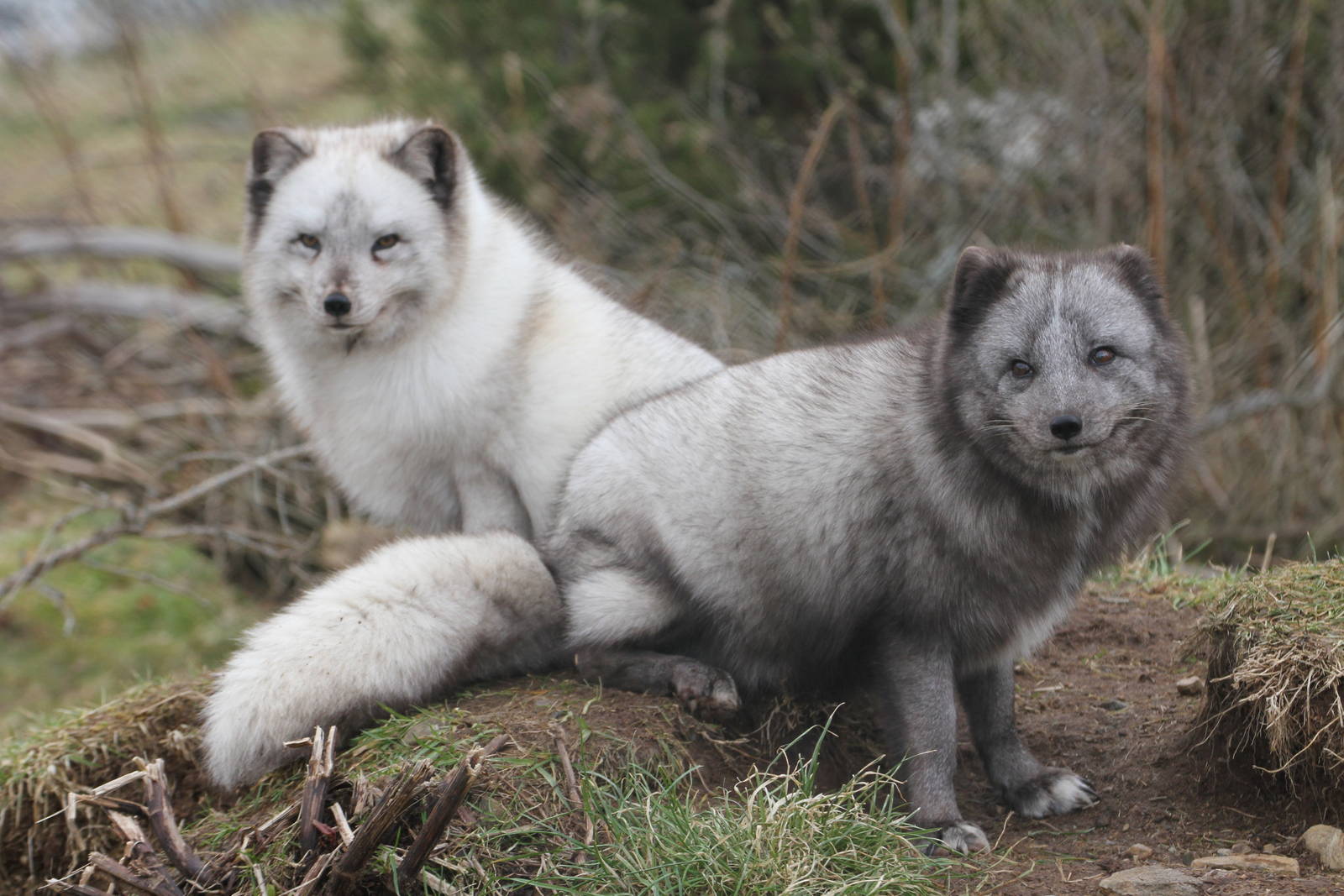 Artic Fox Has New Mate