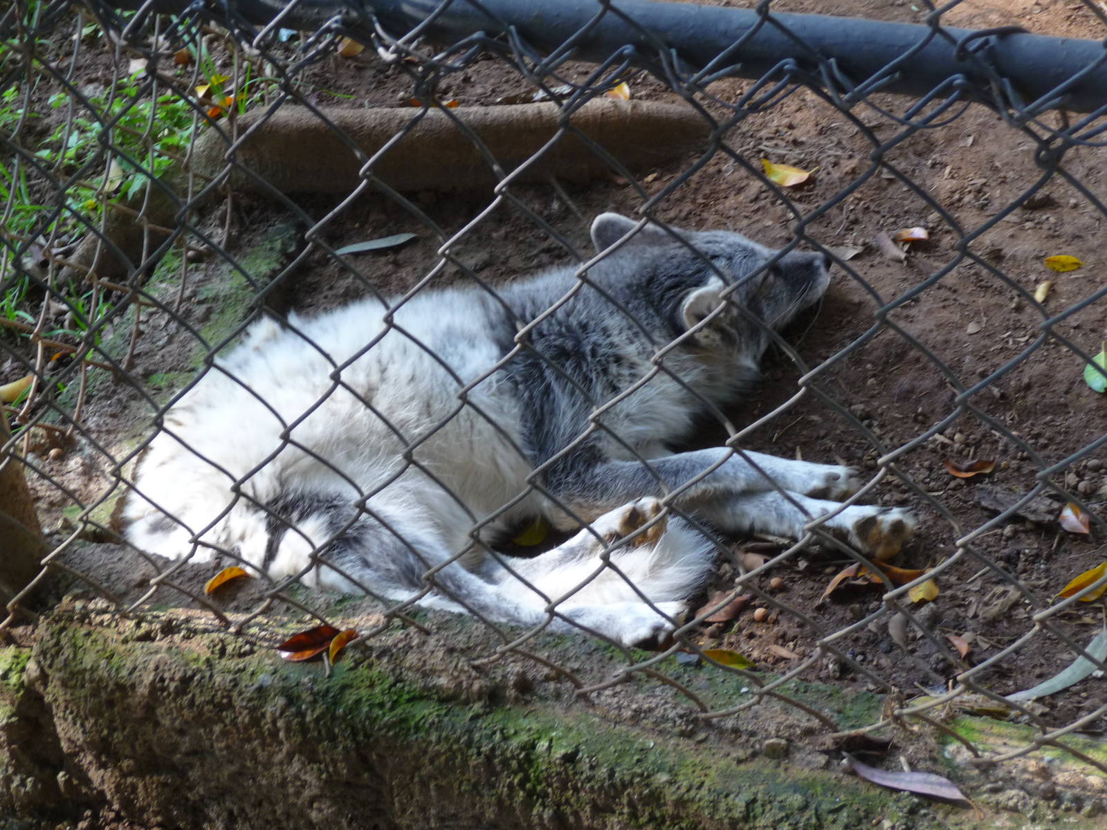 artic fox morelia zoo
