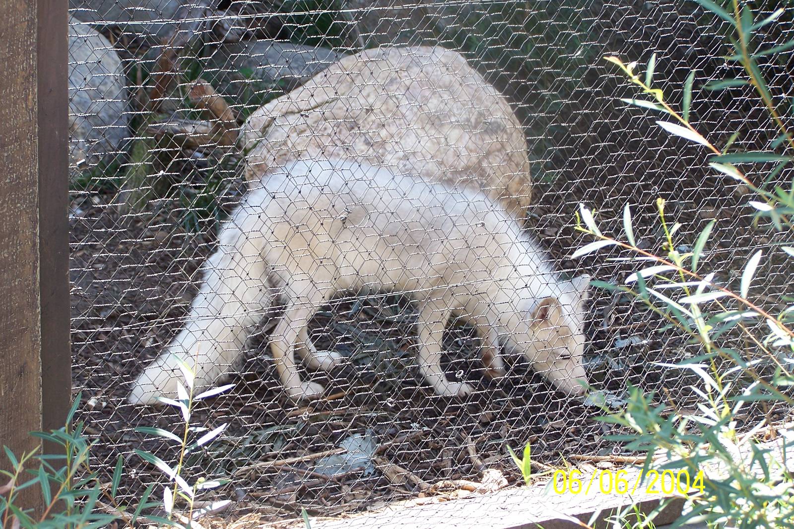 Artic Fox ~ Polar Frontier