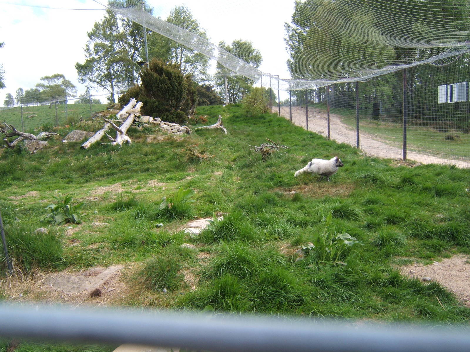 Artic Fox/Snowy Owl enclosure