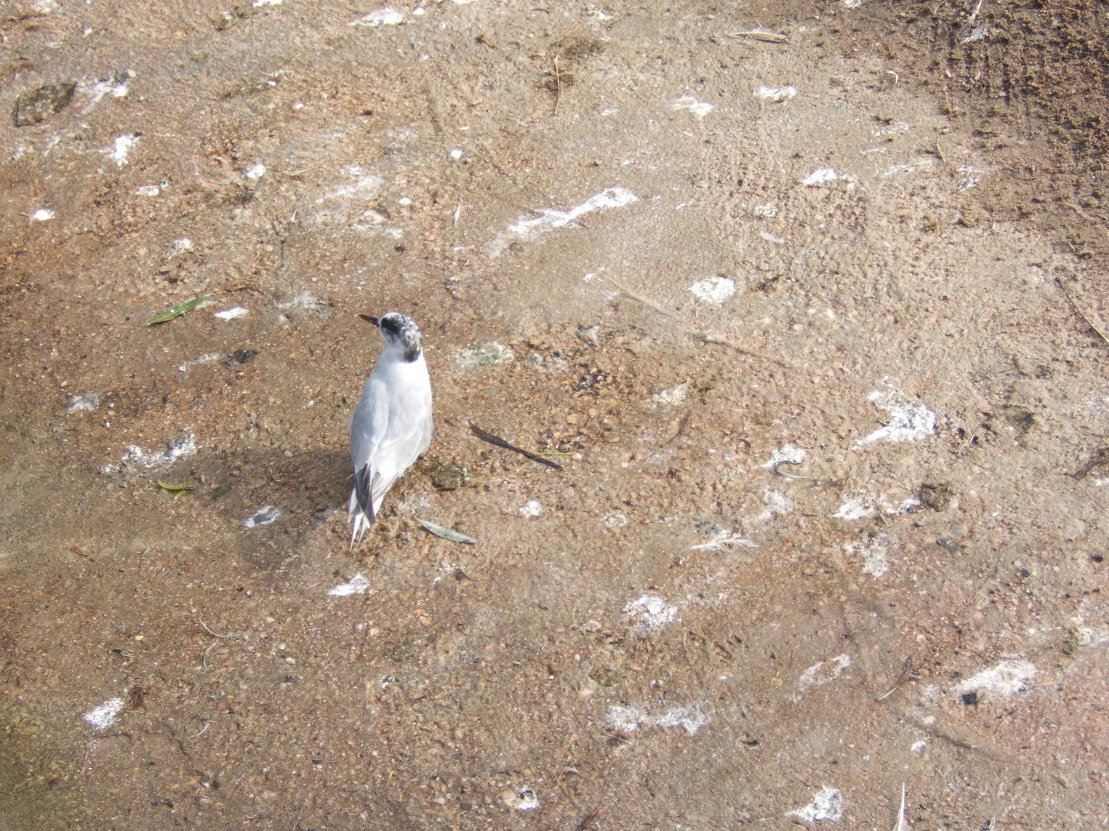 Artic Tern (Sterna paradisea)