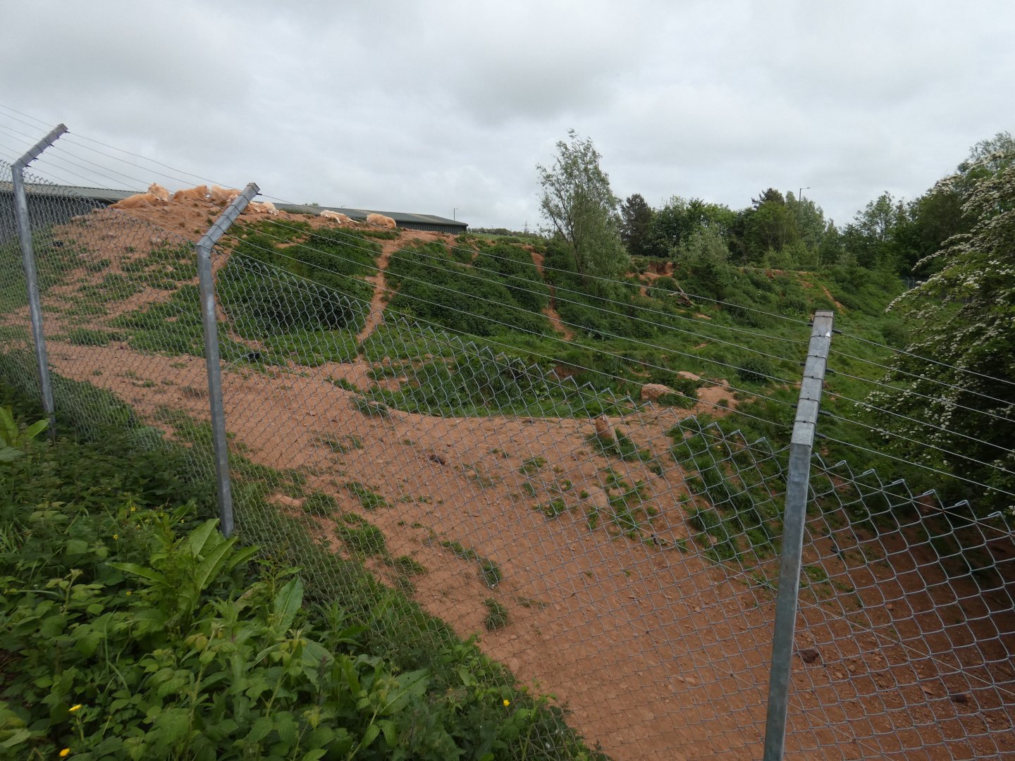 'Artic' wolf enclosure