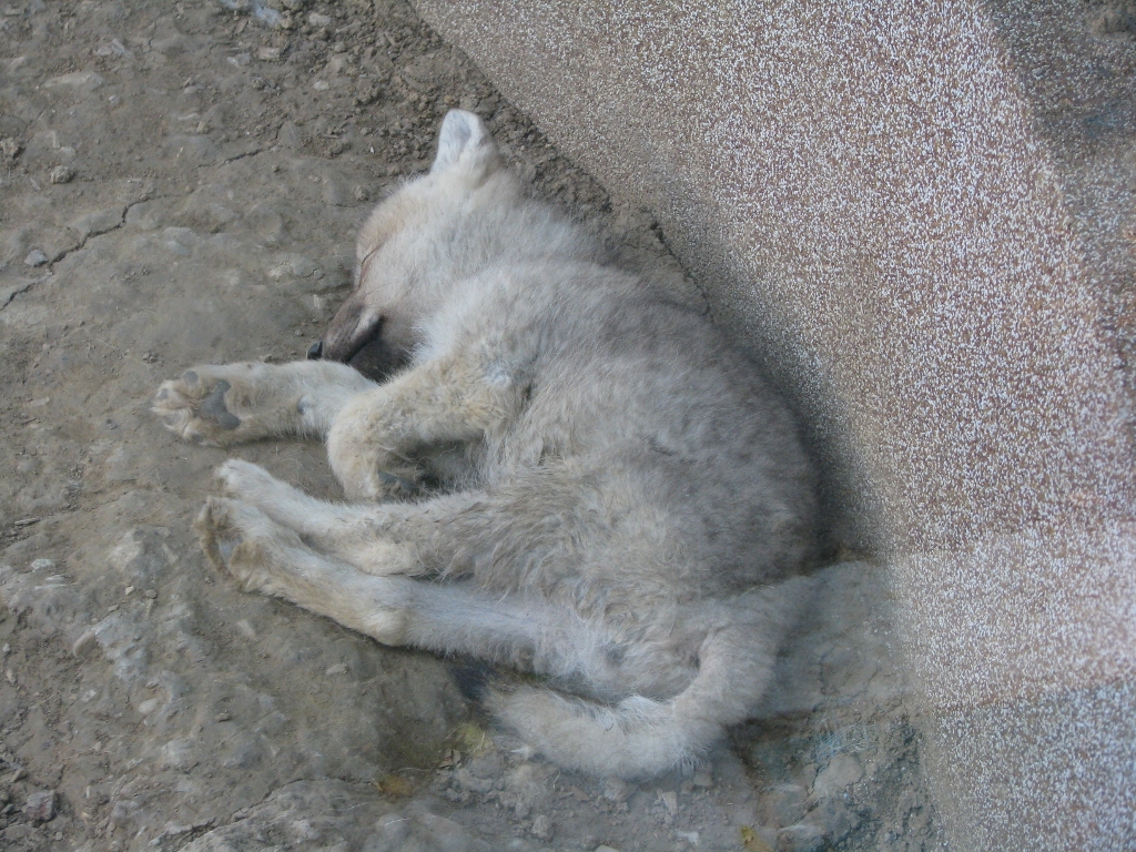 Artic Wolf Pup2