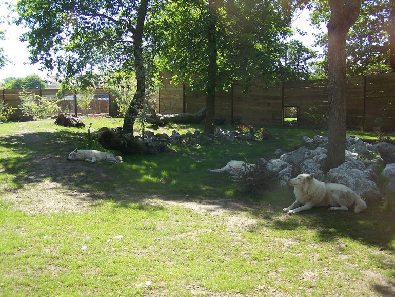 Artic Wolves enclosure