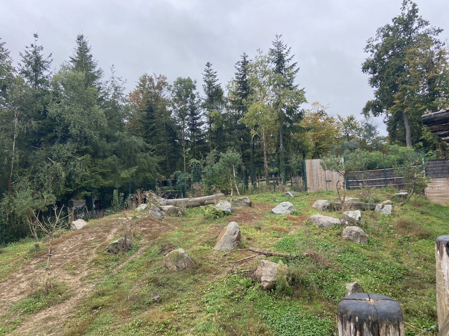 Artic wolves exhibit