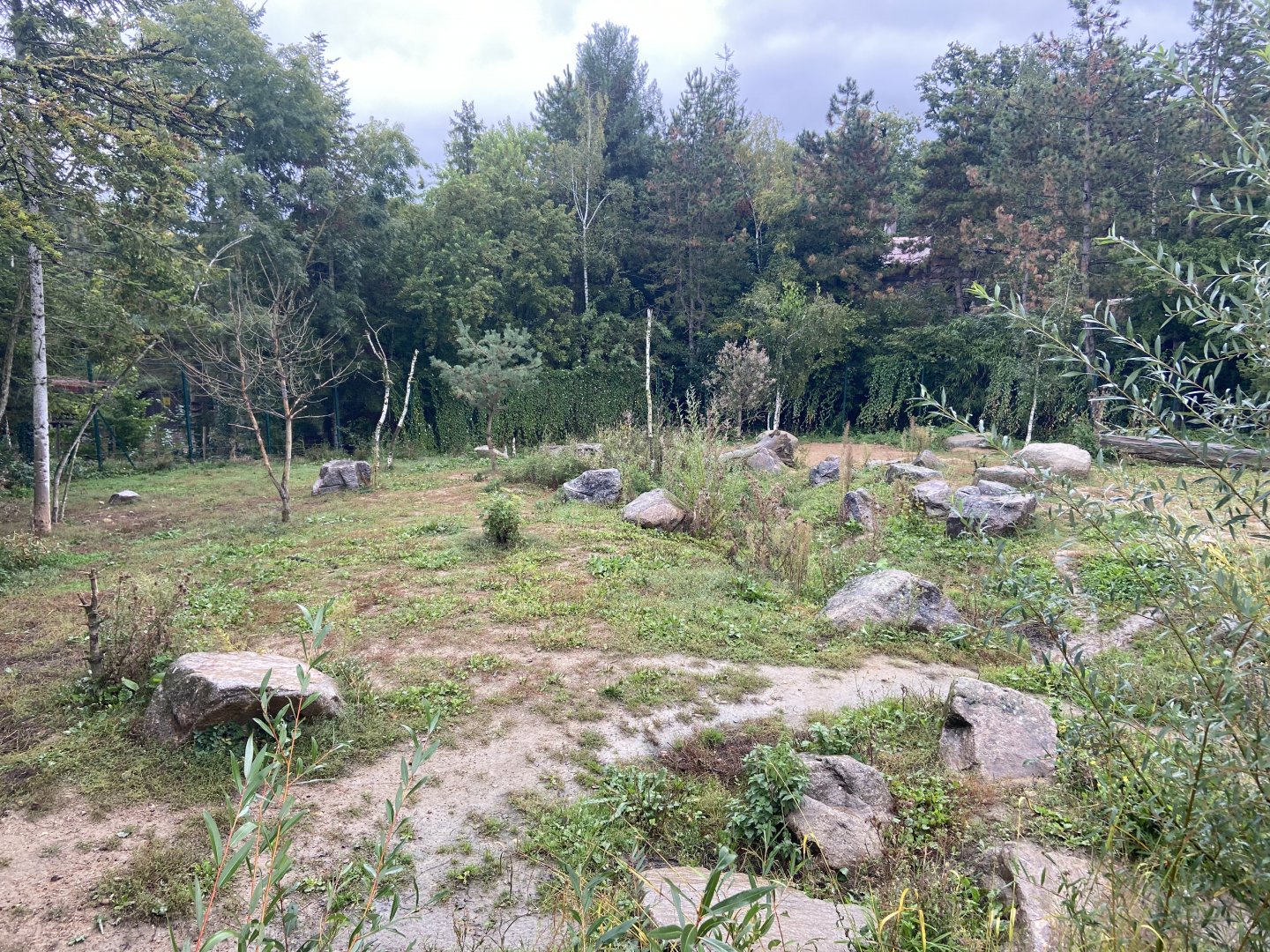 Artic wolves exhibit