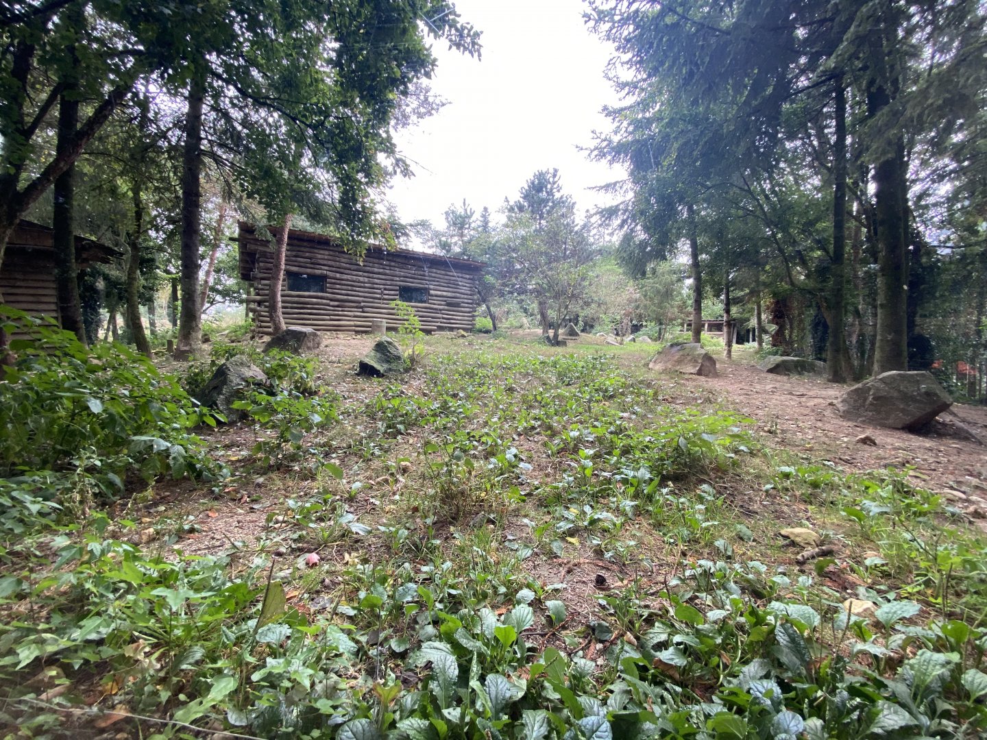 Artic wolves exhibit