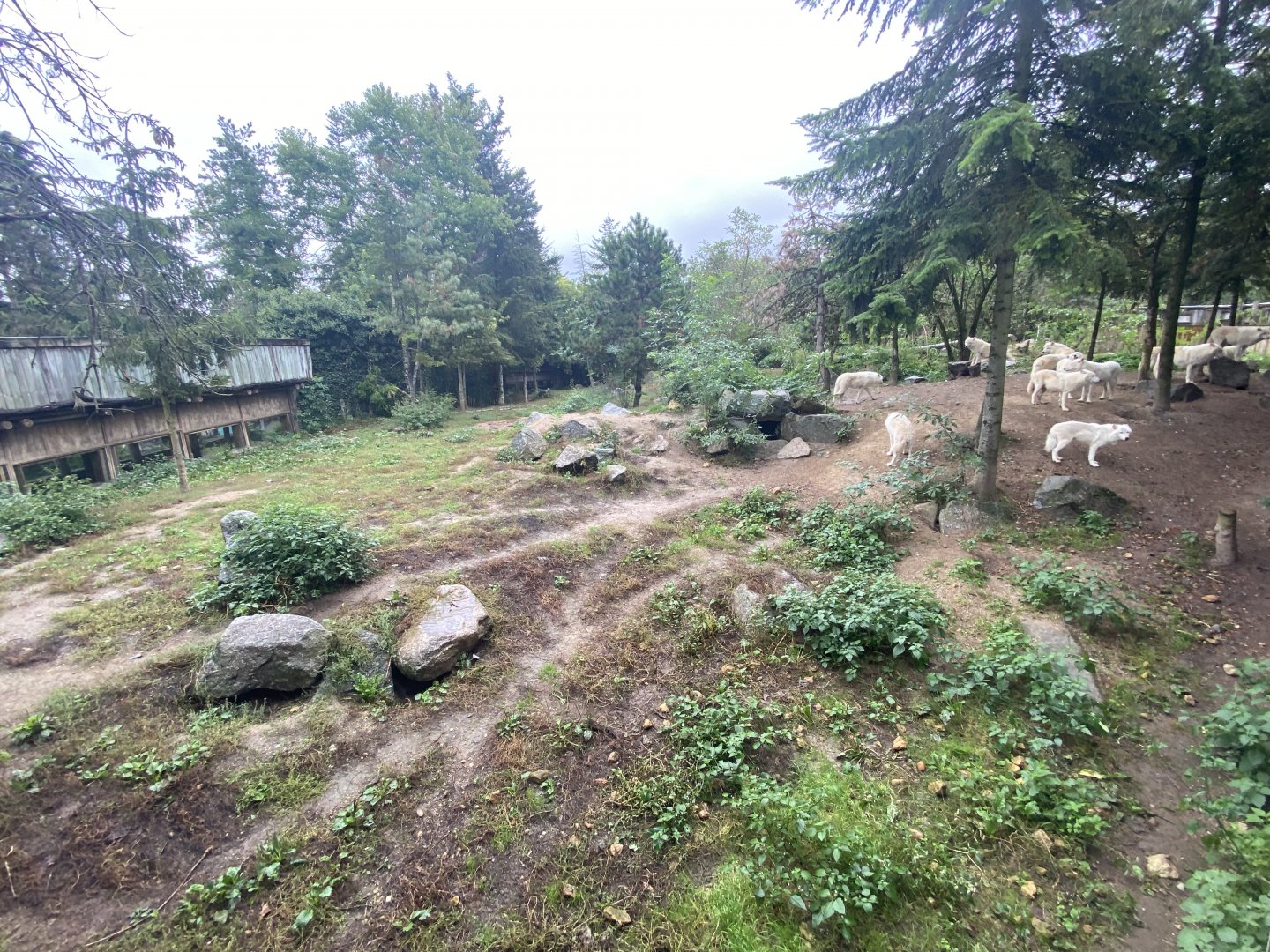 Artic wolves exhibit