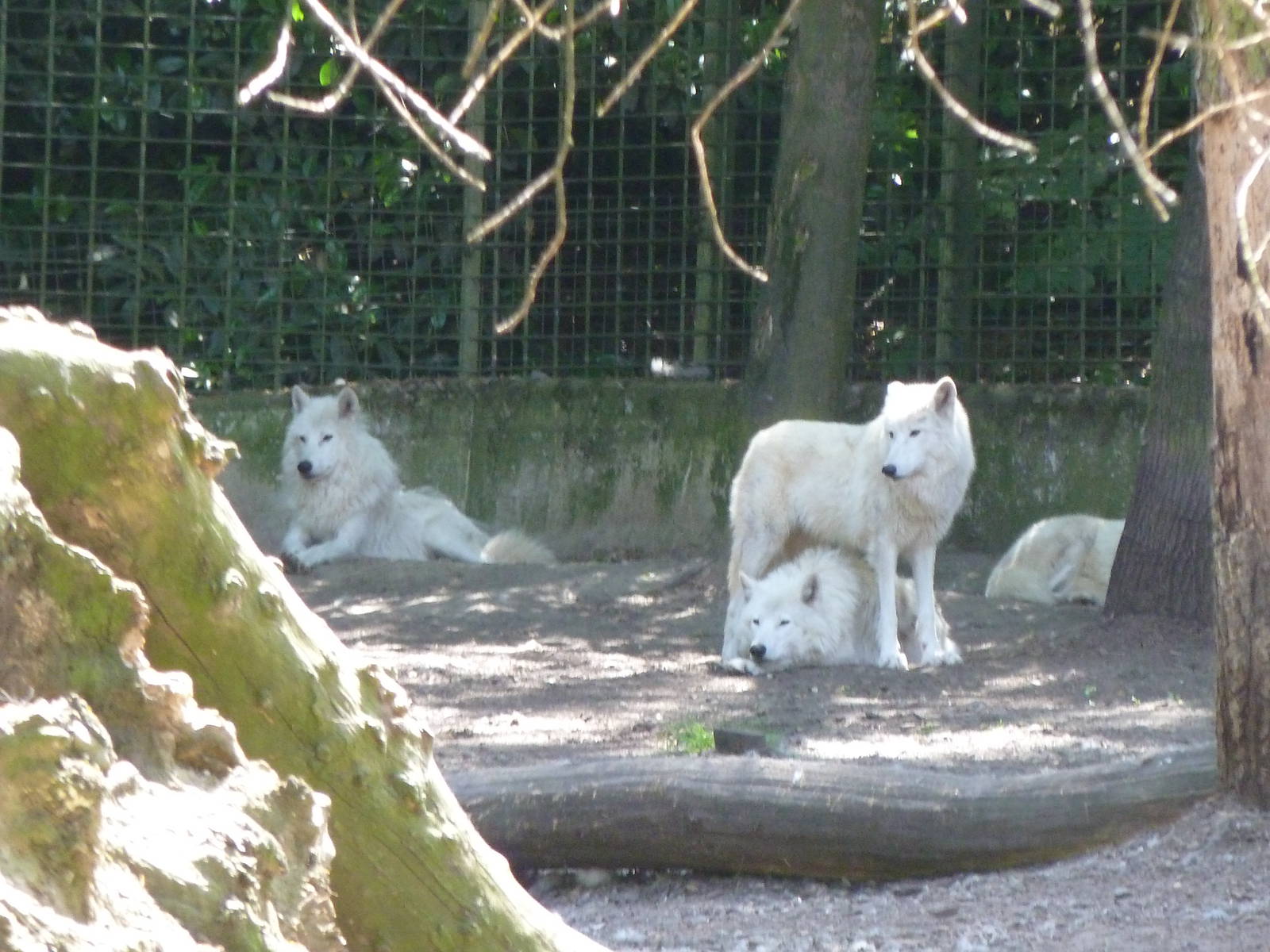 Artic Wolves