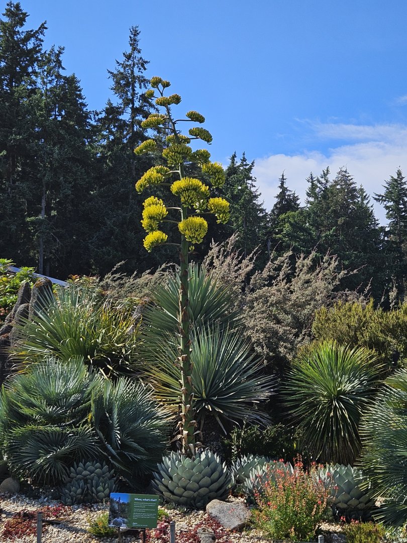 Artichoke Agave (in bloom)