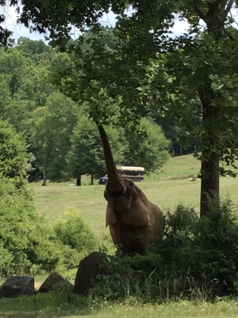Artie Reaching for Branches
