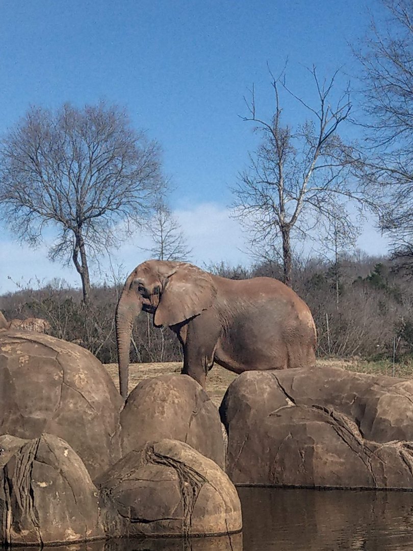 Artie the African Elephant