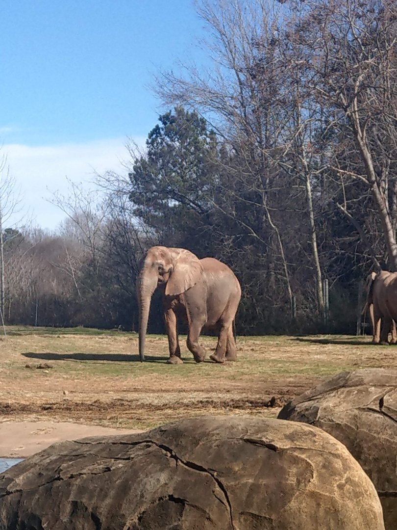 Artie the African Elephant