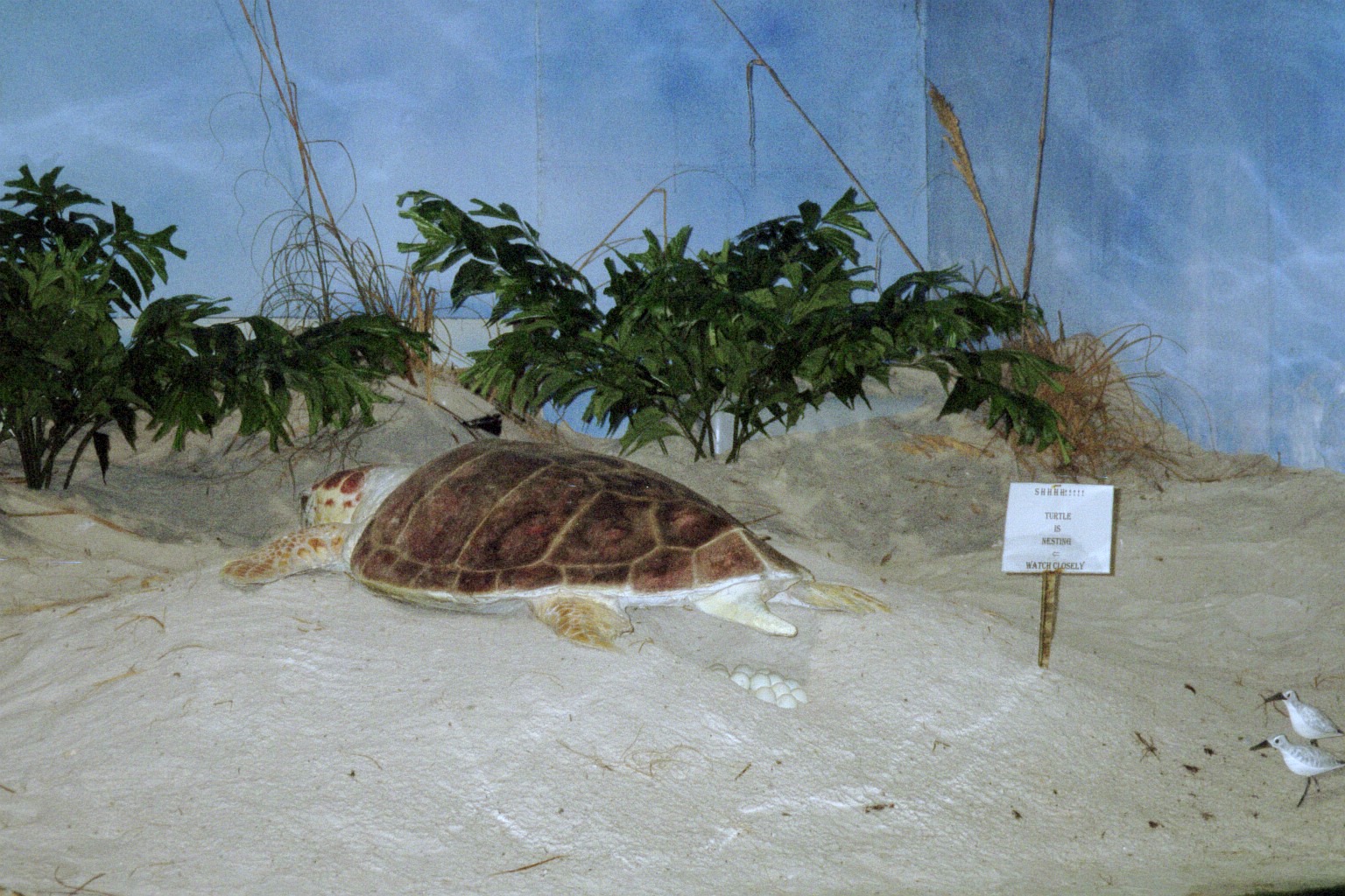 Artifical Egg-laying Sea Turtle