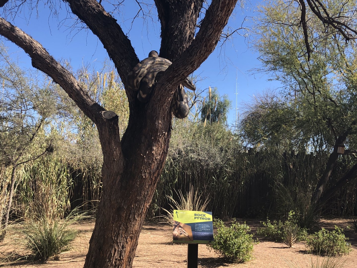 Artificial African Rock Python in Expedition Tanzania