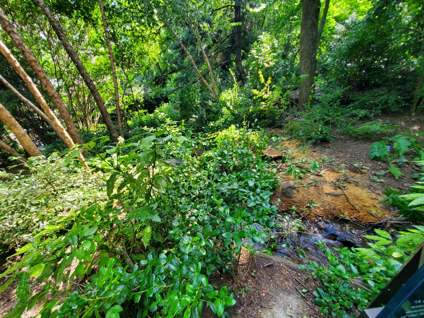 Artificial (?) Creek - August 2021