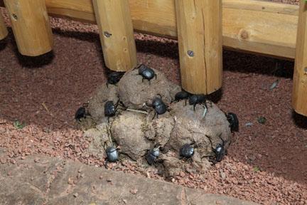 artificial dung beetles