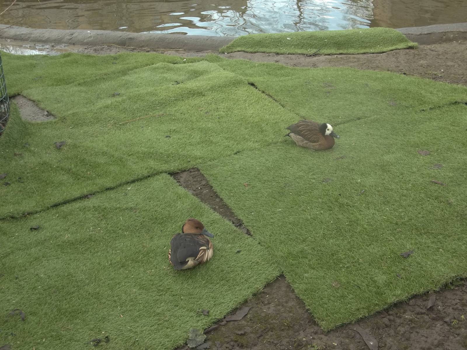 Artificial grass for the ducks, 27th December 2014