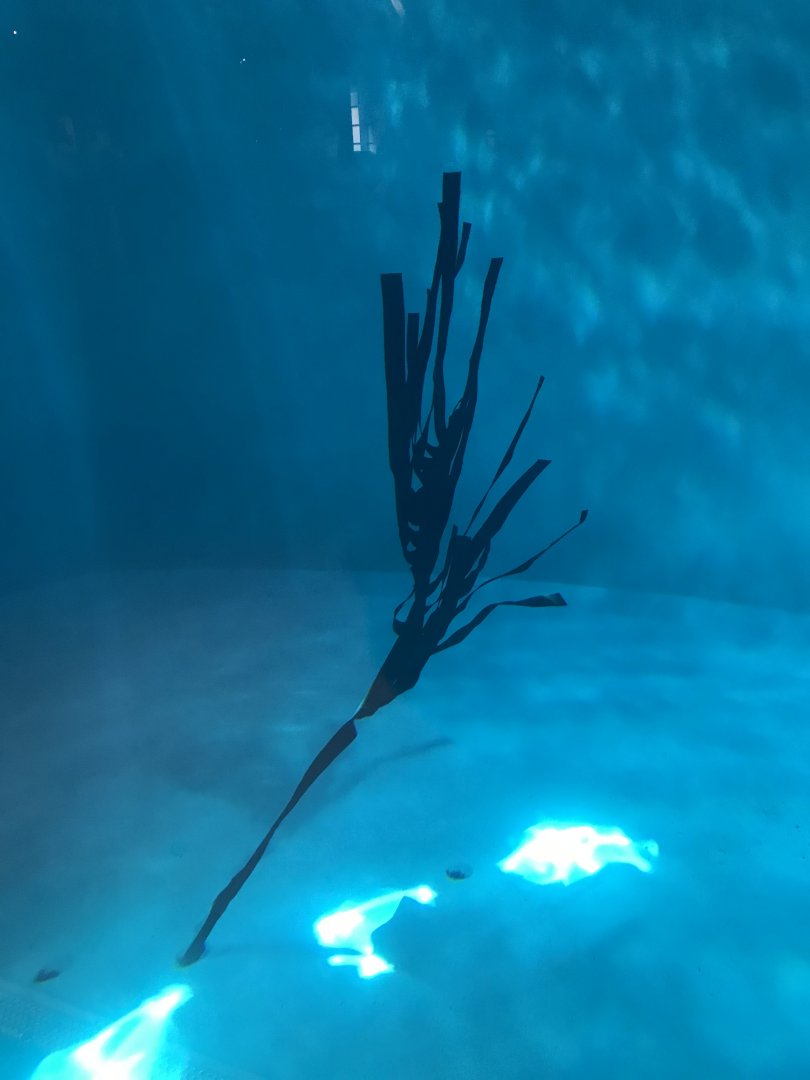 Artificial kelp in Hawaiian monk seal exhibit