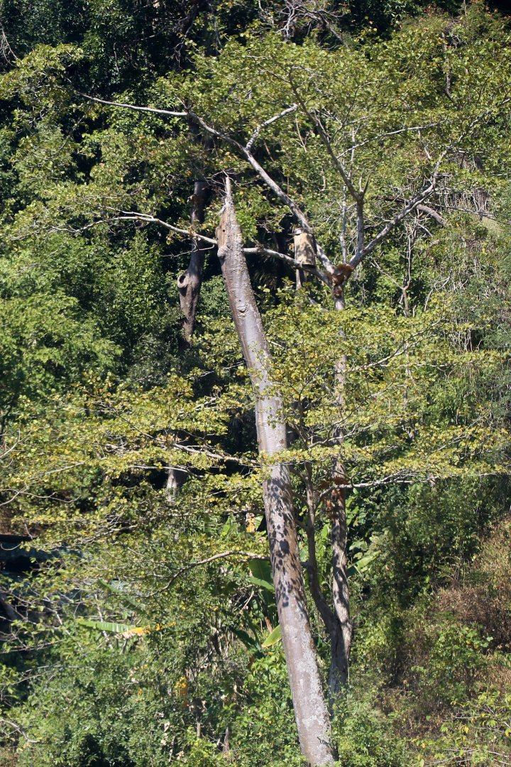 Artificial Nest for Wreathed Hornbills