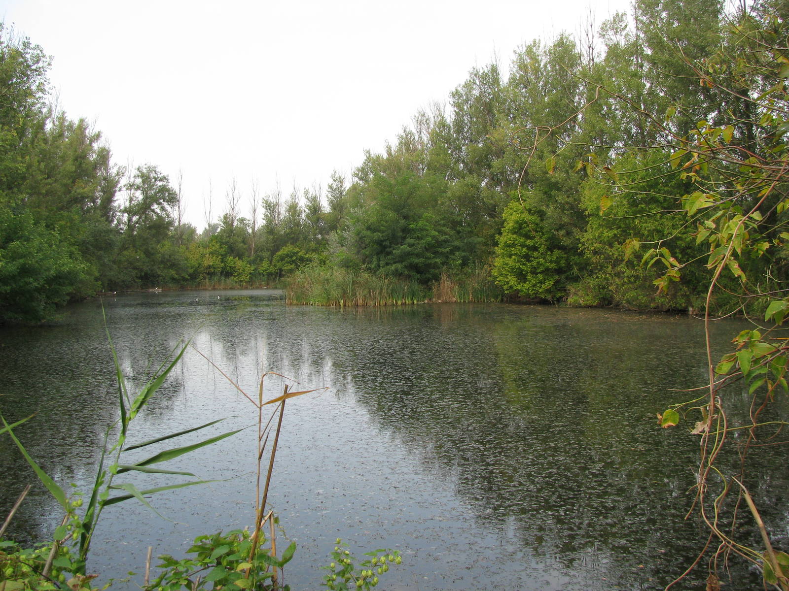 Artificial pond (one of 4)