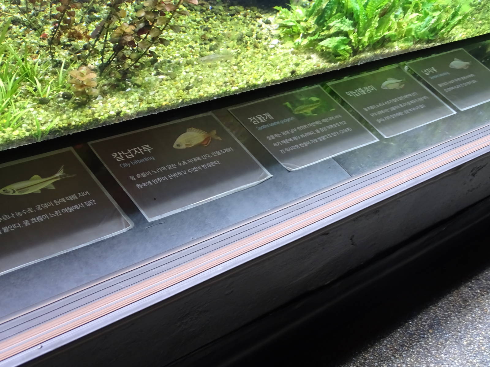 Artificial pond tank