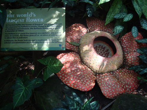 Artificial Rafflesia, Singapore Zoo