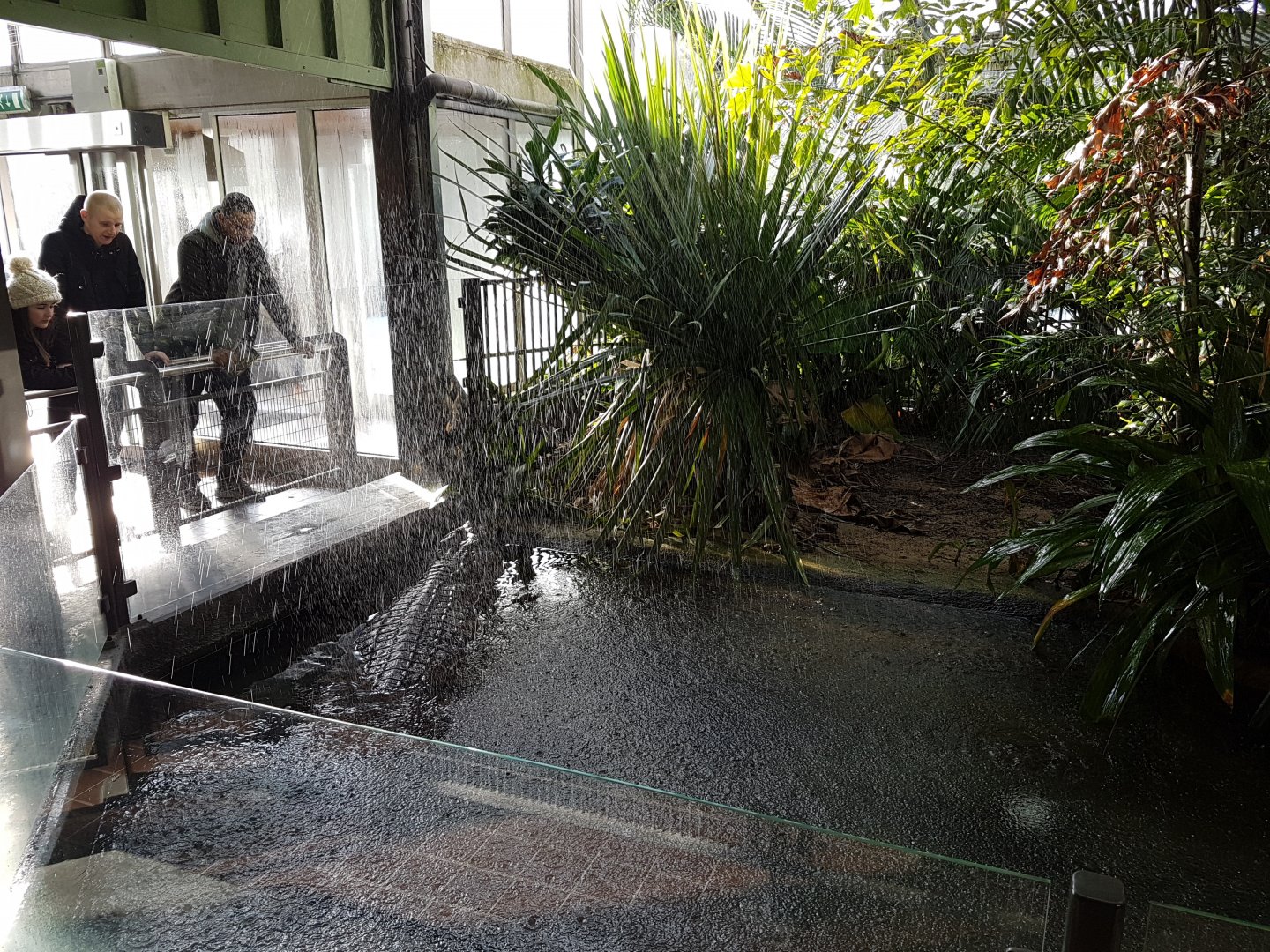 Artificial rain Crocodile-enclosure
