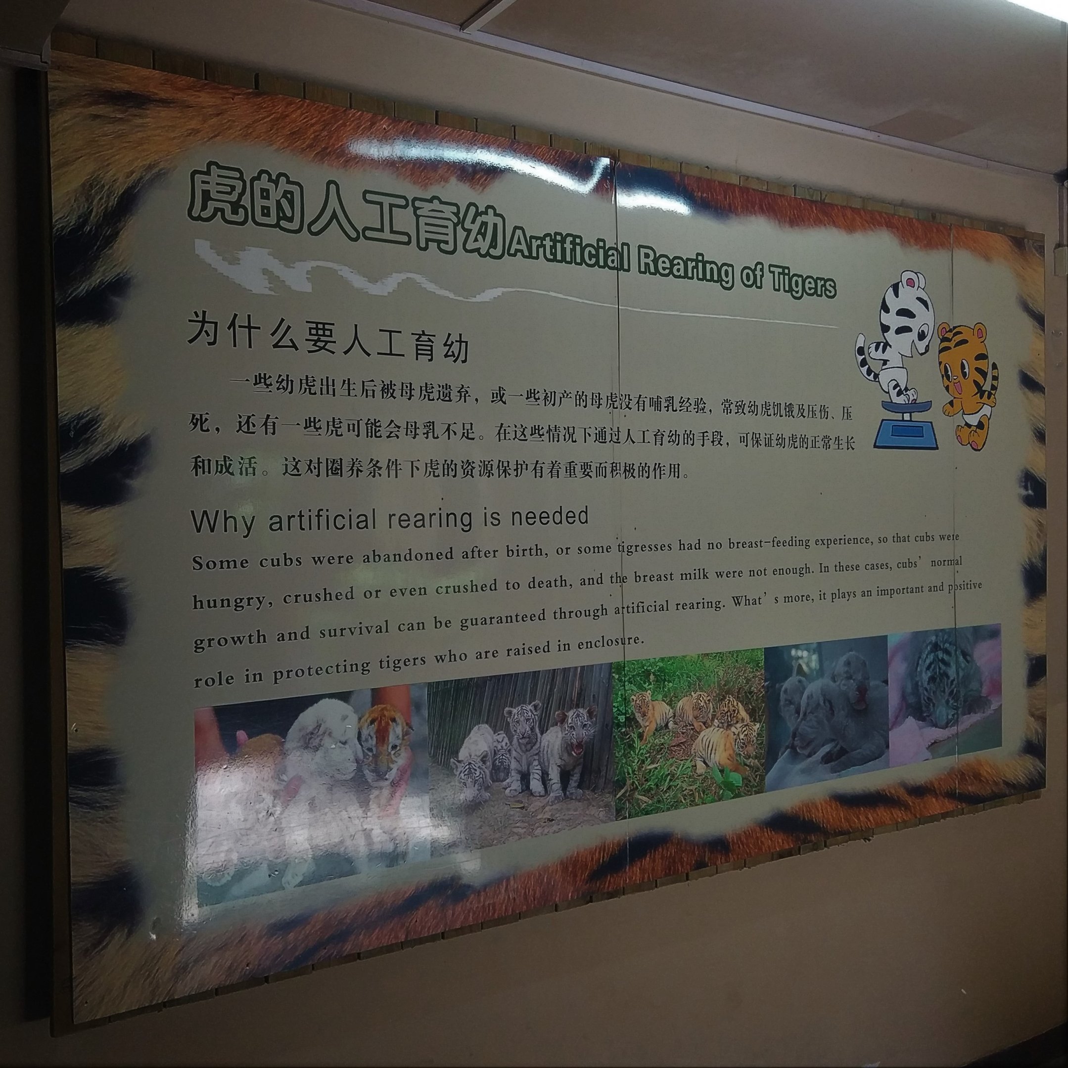 Artificial Rearing of Tigers Signage